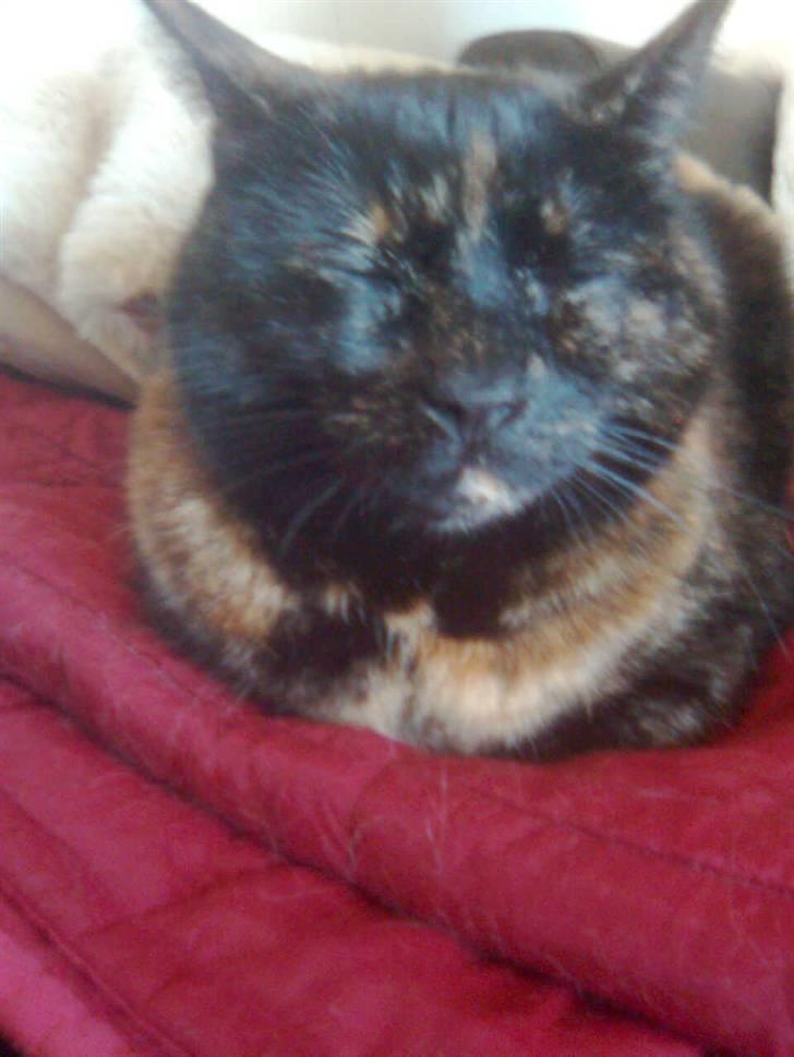 Blanding af racer Djaxa - Djaxa billede 4