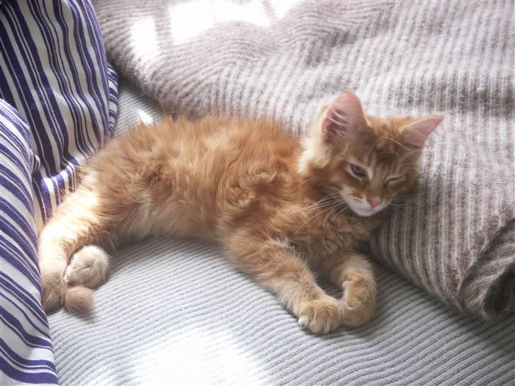 Maine Coon DK Kija Coon Aiko billede 10