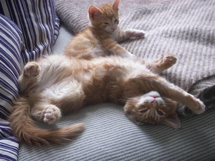 Maine Coon DK Kija Coon Aiko billede 11