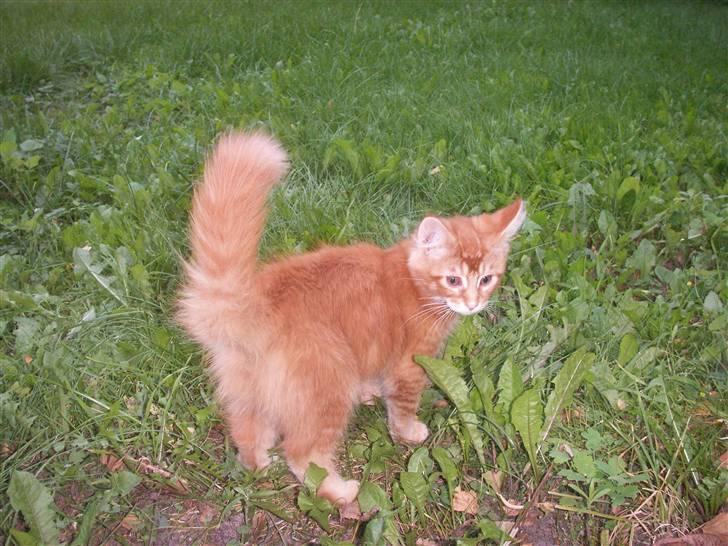 Maine Coon DK Kija Coon Aiko billede 12