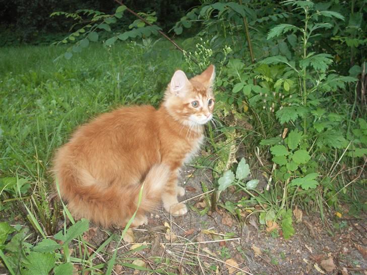 Maine Coon DK Kija Coon Aiko billede 13