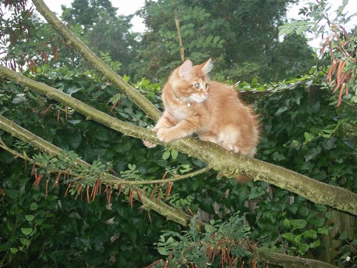 Maine Coon DK Kija Coon Aiko billede 14