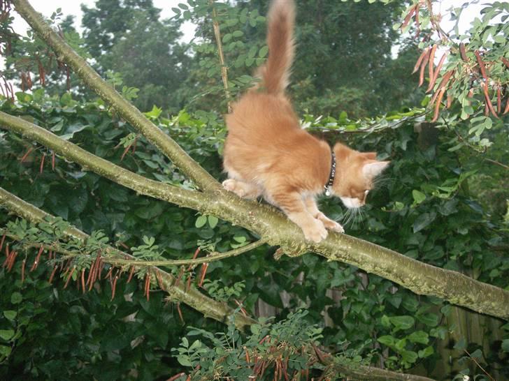 Maine Coon DK Kija Coon Aiko billede 15