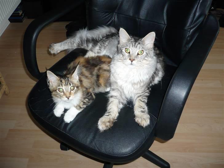 Maine Coon Nala - Simba ligger og råhygger med nala et par dage efter hun ankom til os:) billede 1