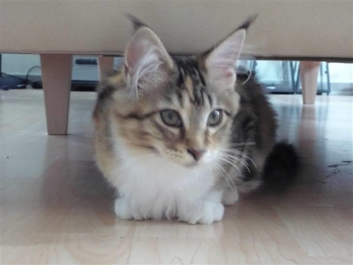 Maine Coon Nala billede 2