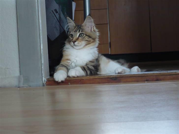 Maine Coon Nala - er jeg altså ikke bare flot mor?!? billede 3