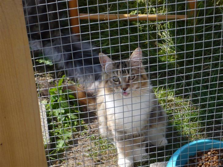 Maine Coon Nala - kom nu mor, luk mig ind- jeg vil hellere være inde i den dejlige vindues karm billede 4