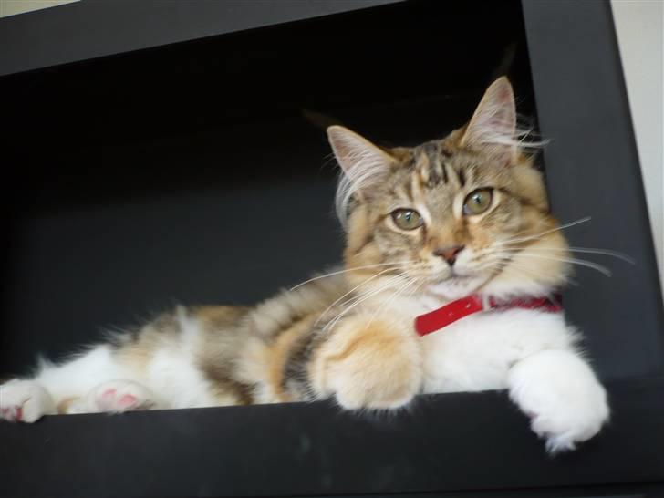 Maine Coon Nala - Nala elsker at ligge i hullet vi har i vores brændeovn- så længe det er sommer  billede 5