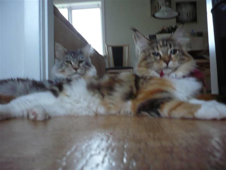 Maine Coon Nala billede 6