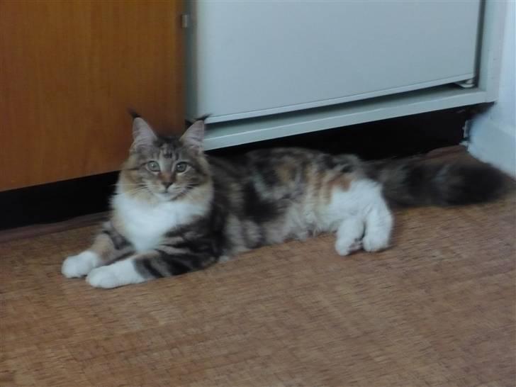 Maine Coon Nala - Er det nu vi skal lave mad? billede 7