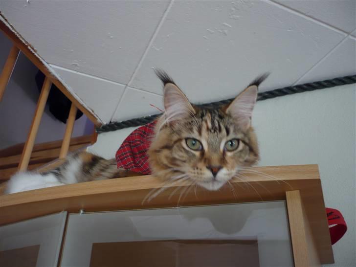 Maine Coon Nala - Nøj hvor er der langt ned til dig billede 8