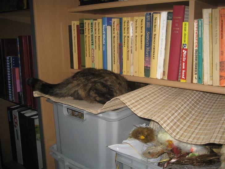 Huskat Misti - Nej en fin hule du har lavet til mig! billede 6