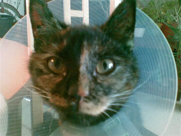 Huskat Misti - Skulle den krave nu være nødvendig??? Jeg kan passe såret fint selv billede 7