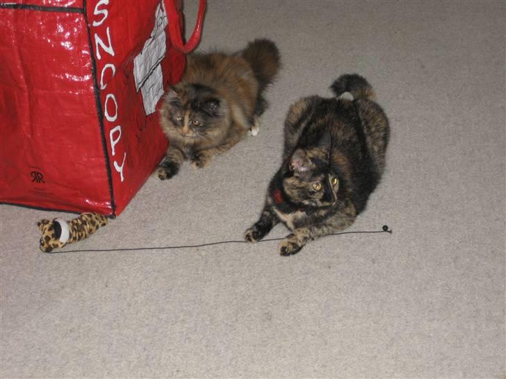 Huskat Misti - Hvem kommer først!!! billede 8