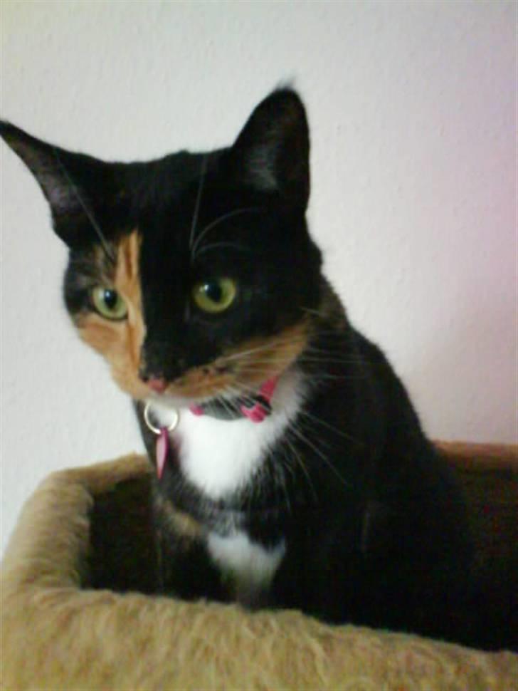 Huskat Scarface - Uha holder lige øje med Tinkerbell :o) billede 17