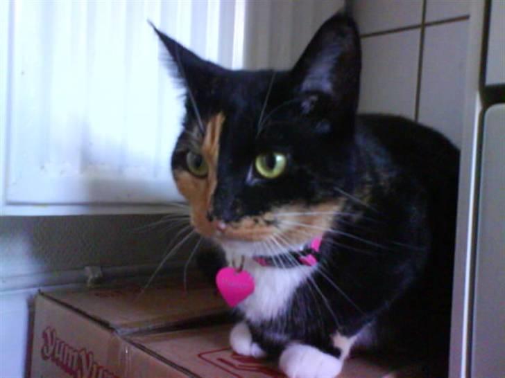 Huskat Scarface - Se mit fine halsbånd! billede 18