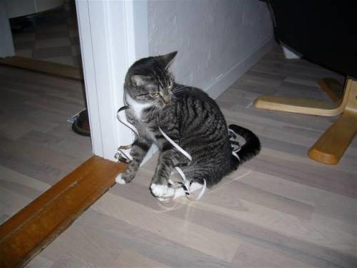 Huskat Bette (R.I.P.) billede 14