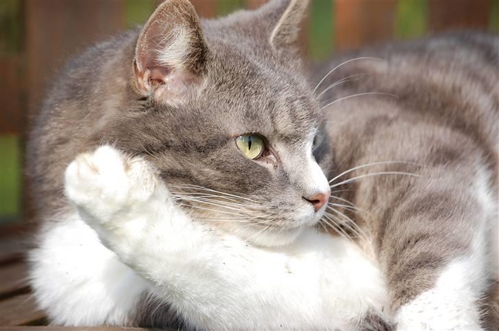 Blanding af racer Sofus - Velkommen til Sofus´s profil :D billede 1