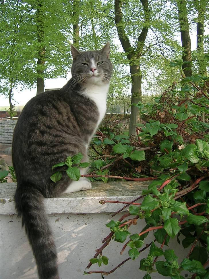 Blanding af racer Sofus billede 2