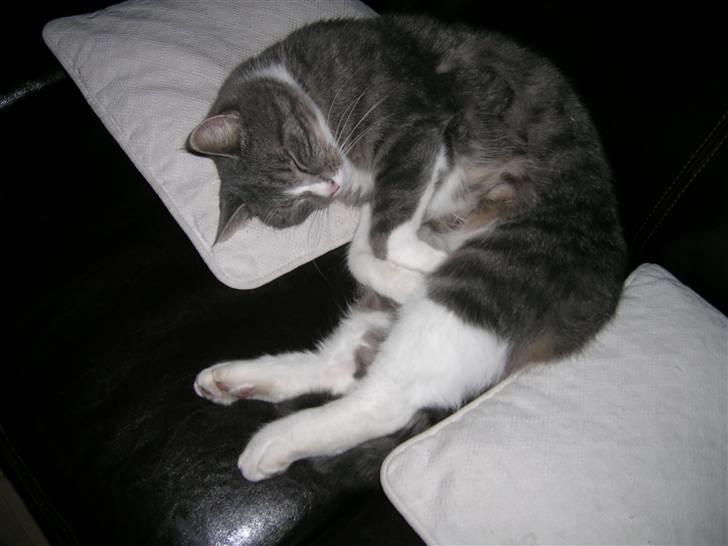 Blanding af racer Sofus billede 3