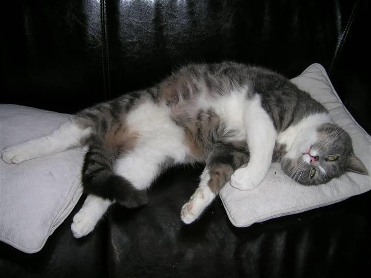 Blanding af racer Sofus billede 4