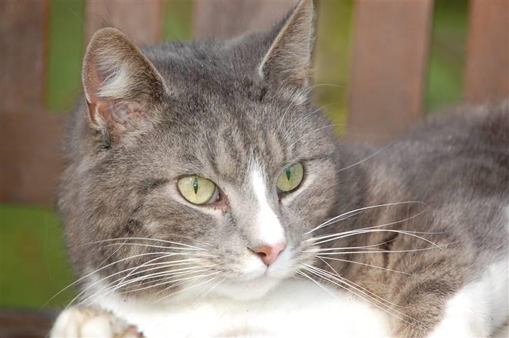 Blanding af racer Sofus billede 5