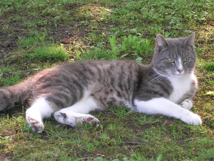 Blanding af racer Sofus billede 6