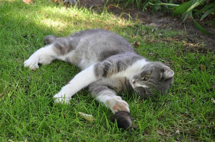 Blanding af racer Sofus billede 7