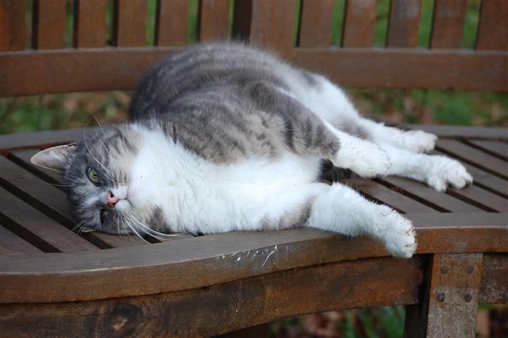 Blanding af racer Sofus billede 8