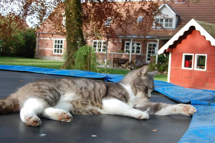 Blanding af racer Sofus billede 9