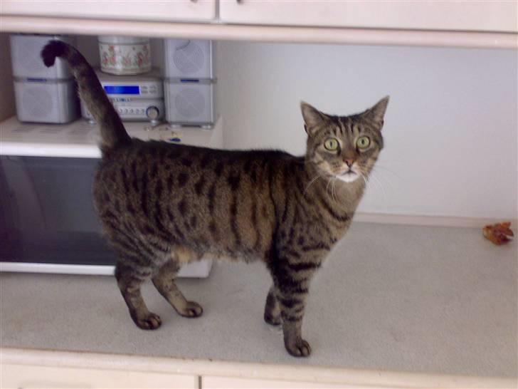 Huskat Magnus/Missen<3 - "Hej, og Velkommer til Missens Profil :D" billede 1