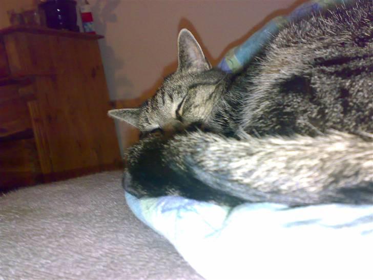 Huskat Magnus/Missen<3 - Sleepy Kitty billede 2