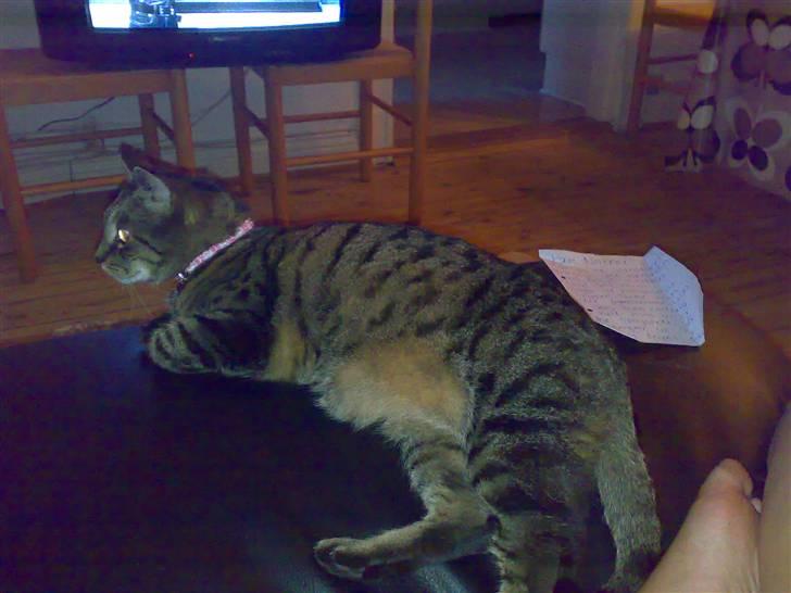 Huskat Magnus/Missen<3 - Missen har taget på, se hans runde mave :) Min homo mis.  billede 3