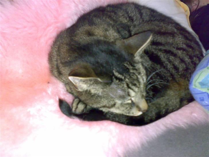 Huskat Magnus/Missen<3 - Kitty on fluffyness. billede 4