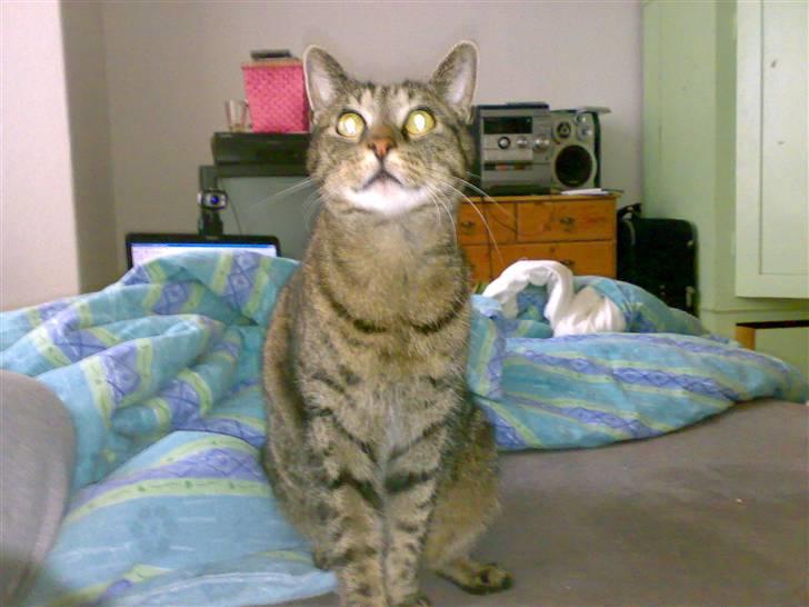 Huskat Magnus/Missen<3 - Kitty eyes! billede 5