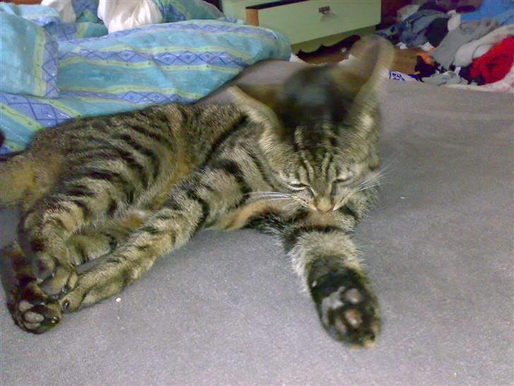 Huskat Magnus/Missen<3 - Kitty takes a shower. billede 6