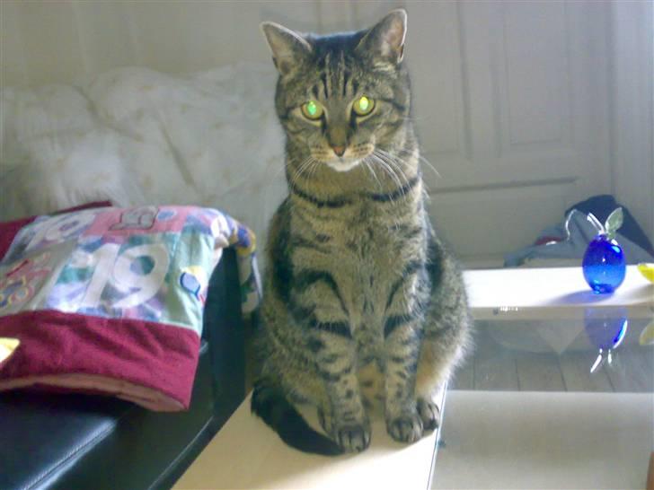 Huskat Magnus/Missen<3 - Tutteluu:) billede 7