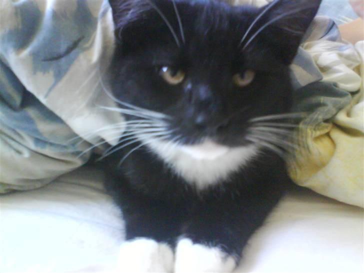 Blanding af racer Lullu (Død) :'( - Jeg putter under dynen XD billede 6