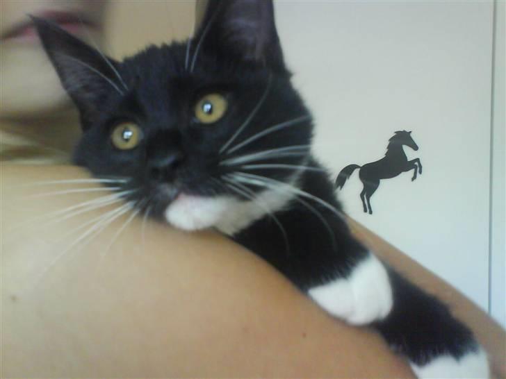 Blanding af racer Lullu (Død) :'( - Jeg kigger. smukke misser ;D billede 7