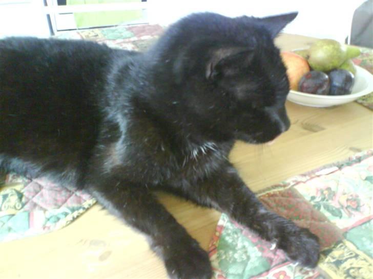 Huskat Fede (Død) :'( - *NYT! Den frække kat ;) billede 14