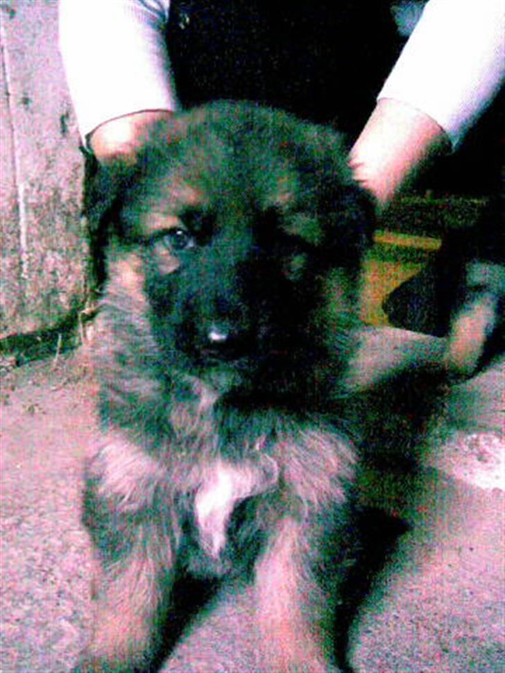 Blanding af racer Djaxa - Djaxa´s lillesøster Kia billede 6