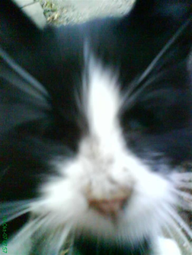 Blanding af racer Domino "DØD" - Søde do min dud.............MANGE FLERE BILLEDER KOMMER...<3 billede 1