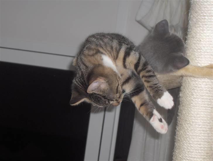 Huskat Tiger billede 13