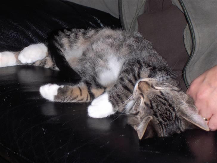 Huskat Tiger billede 14