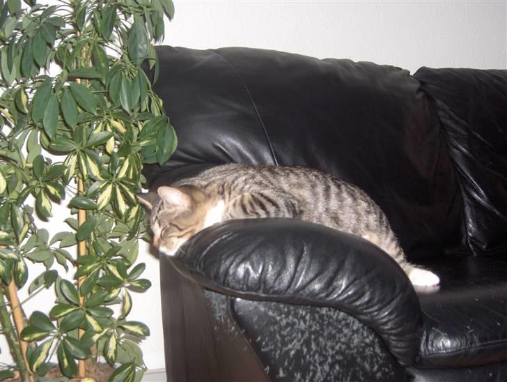 Huskat Tiger billede 15