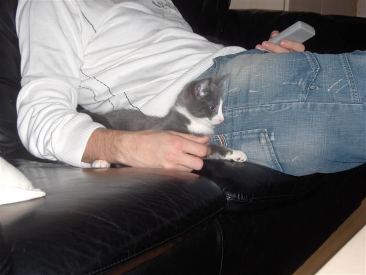 Huskat Pjevs billede 16