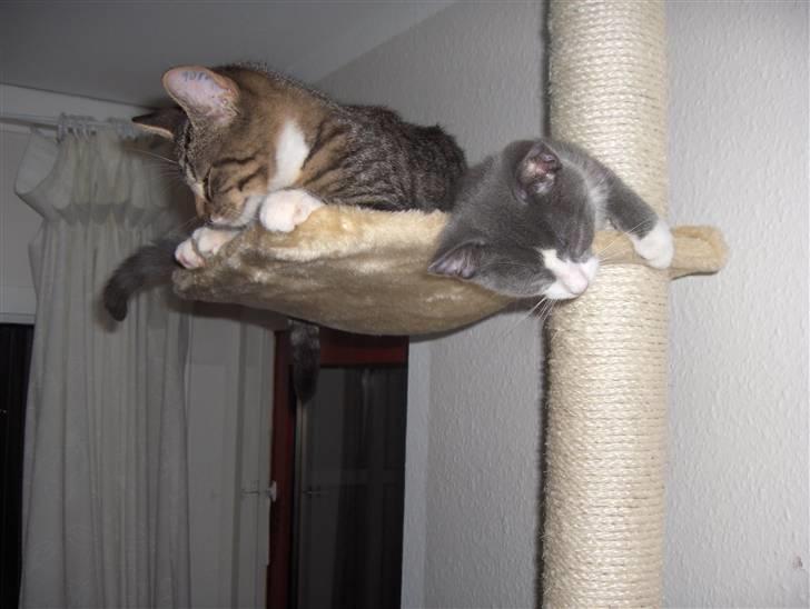 Huskat Pjevs billede 17