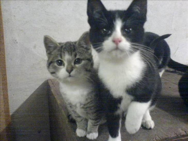 Blanding af racer Domino "DØD" - Domino og hans søde ven snuske..... billede 2