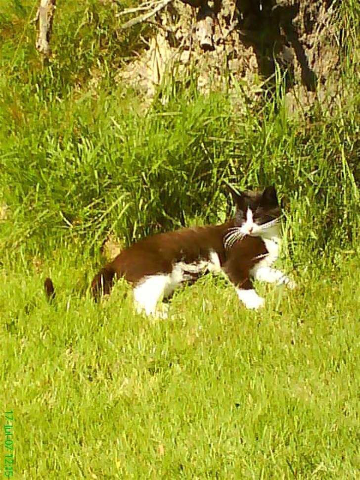 Blanding af racer Domino "DØD" - Do min dud... billede 3