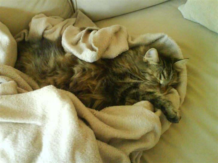 Sibirisk Kat DK Cornelius Westh Soffie - har ligger prinsessen lige og sover.... <3 billede 19